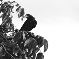 Black And White Ravens Corvus Corone Bad Raven Black And White Black White Photography Raven
