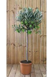 Olivenbaum als bonsai richtig schneiden. Olivenbaum Schneiden Hinweise Zum Schnitt Der Oliven
