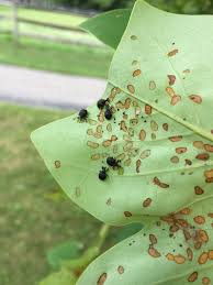 Tulip tree aphids (illinoia liriodendri) commonly feed on the underside of the tree's leaves early in the growing season. Tulip Poplar Disease