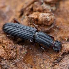 Image result for Habenaria insolita