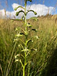 Image result for Habenaria humilior
