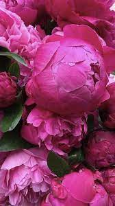 Peony or peony is a beautiful fragrant flowering plant from the genus of paeonia. Pin On Flower Power