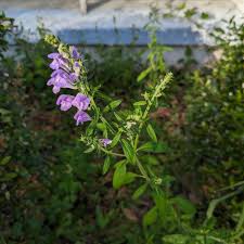 Image result for Scutellaria schweinfurthii