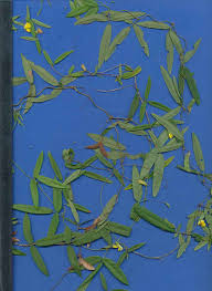 Image result for Vigna comosa