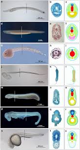 Aug 15, 2016 · the notochord was the precursor to the backbone, the structure found in vertebrates from mice to dinosaurs to humans. Evolution Of The Notochord Evodevo Full Text