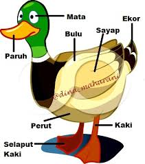 Untuk sepeda dengan roda 26.ada 2 tes kesehatan mata yaitu tes buta warna dan tes minus mata. Tes Mata Ada Berapa Gambar Itik Jawaban Berapa Ekor Bebek Saya Ulasmedia Com