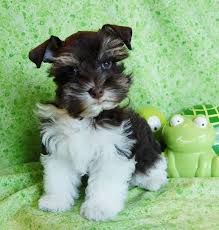 Black And White Parti Mini Schnauzer Miniature Toy Teacup Schnauzers Toy Schnauzers And Miniature Schnauzers For Sale From Paradise Valley Schn Schnauzer Puppy Miniature Schnauzer Teacup Schnauzer