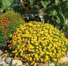 какие цветы посадить на клумбе чтобы цвели все лето фото Kakie Nizkoroslye Cvety Posadit V Klumbu Chtoby Cveli Vse Leto Plants Garden Life