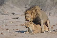 Lion Wikipedia La chasse au lion (film). lion wikipedia