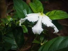 Image result for Heinsia