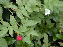 Image result for Rubus rosifolius