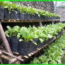 Tinggal di seputaran jakarta, memanfaatkan lahan sempit halaman rumah untuk berkebun sayuran organik. Berkebun Di Rumah Home Facebook