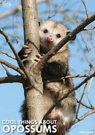 7 Cool Things You Should Know About Opossums Opossum Possum Facts Happy Animals