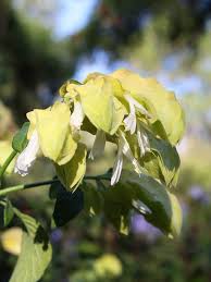 Image result for Justicia phyllostachys