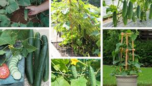 All varieties of cucumbers either grow by producing long vines or have a bushier habit of growth, producing short vines. 8 Secrets For Growing Cucumber In Pot And Your Garden My Desired Home