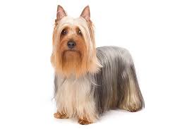 Feel free to browse hundreds of active classified puppy for sale listings, from dog breeders in pa and the surrounding areas. Silky Terrier Dog Breed Information