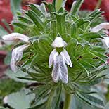 Image result for Leucas sexdentata