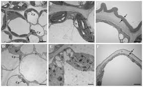 Image result for Heteromorpha involucrata