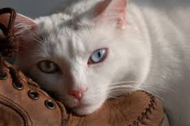 We did not find results for: Cat Euthanasia Putting Your Cat To Sleep Decisions To Make