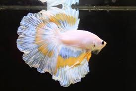 So many more betta pictures. Download Most Beautiful Betta Fish Apk Latest Version For Android