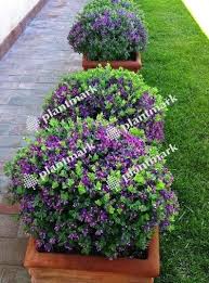 Image result for Polygala ohlendorfiana