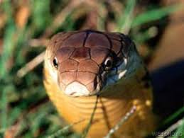 We did not find results for: Cobra RegalÄ Wikipedia