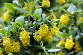 Maybe you would like to learn more about one of these? 5 Deer Resistant Shrubs To Bambi Proof Your Yard