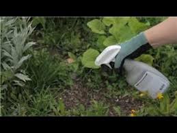 Once you have grass sprouting in a bed, you cannot easily pull it all out without seeing it return from root fragments. Gardening Basics How To Kill Grass Roots In A Garden Youtube