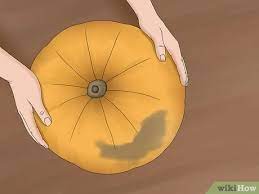 Cleaning out a pumpkin to cook download article. 3 Ways To Clean A Pumpkin Wikihow