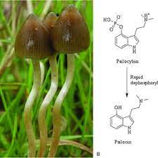 Pdf The Good The Bad And The Tasty The Many Roles Of Mushrooms