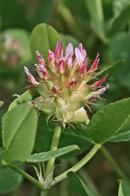 Image result for Trifolium spumosum