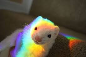 Pin On Cute Animals Squee