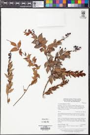 Image result for Vaccinium madagascariense
