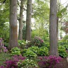 Beautiful Hosta Garden In The Woods Shade Landscaping Garden In The Woods Shade Garden
