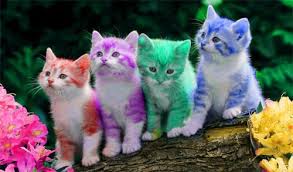 The great collection of cute cats wallpaper for desktop, laptop and mobiles. Cute Cats Wallpaper Only For You Must See This Steemit