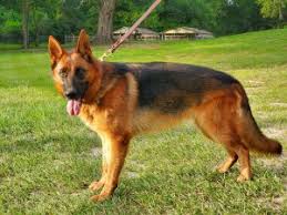 Check spelling or type a new query. 6 Best German Shepherd Breeders In Texas 2021 We Love Doodles
