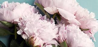 Anniversary flowers and gifts in the usa and canada we offer same day flower delivery when you order by 12:00 pm local time monday through friday and 10:00 am on saturday Anniversary Flowers Arrange Delivery Today With Same Day Delivery