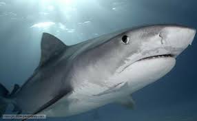 Pin By Dr Godfrey Lambwell On Shark Tiger Shark Shark Shark Facts