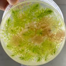 Image result for Aldrovanda