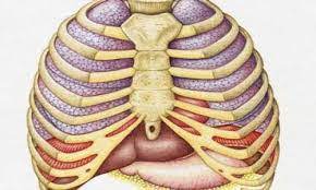 Meski demikian, tulang rusuk memiliki kekuatan yang cukup untuk melindungi organ vital dari bahaya cidera tertentu. Tulang Rusuk Pengertian Ilmu