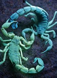 Kissing Or Fighting Or Both Because They Re Scorpions Androctonus Australis Animals Animals Wild