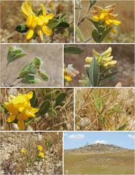 Image result for Eriosema