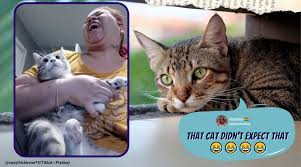 Woman Hisses Back At Her Cat While Trimming Nails Viral Video Leaves Netizens In Splits Trending News The Indian Express