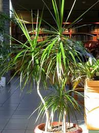 Check spelling or type a new query. Indoor Palm Images Which Are The Typical Types Of Palm Trees Indoor Palm Indoor Palm Trees Plants