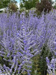 Image result for Perovskia atriplicifolia 'blue spire'