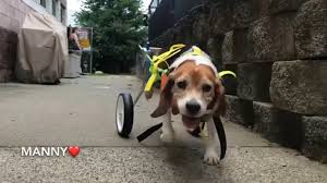See more of beagle puppies for adoption on facebook. Paralyzed Beagle Looking For His Forever Home After Amazing Rescue In New Jersey Abc7 New York