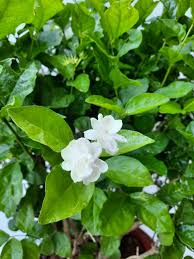 Image result for Jasminum sambac