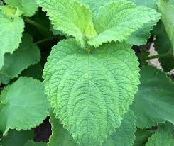 Image result for Tetradenia tanganyikae