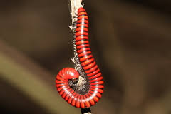 Image result for Scepocarpus trinervis