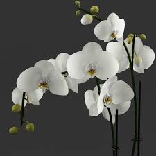 3d Model White Orchids Glass Pot White Orchids Orchids Beautiful Orchids